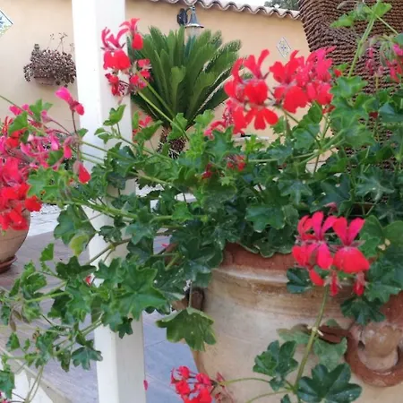 Letizia San Leone